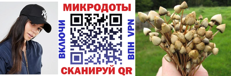 Галлюциногенные грибы Psilocybe  Бологое 